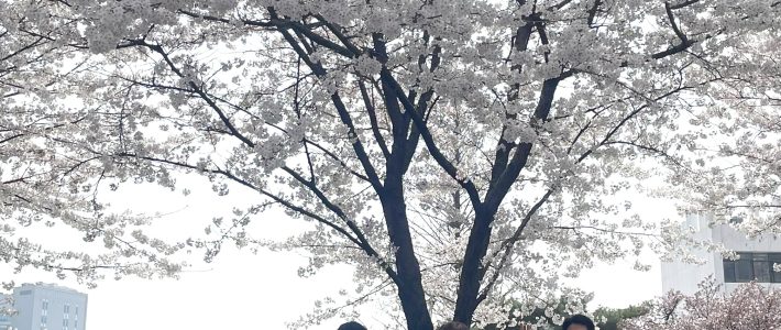 Under the cherry blossom trees~